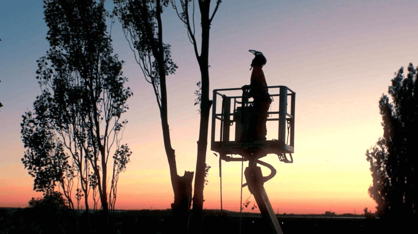 tree surgeon sunset